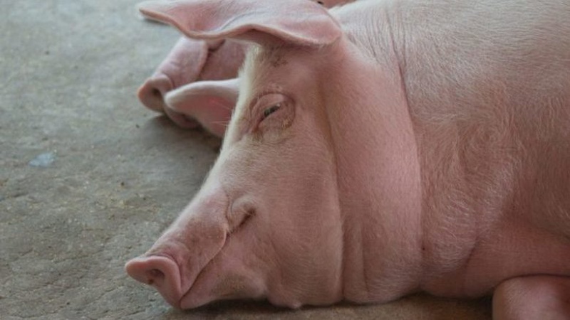 Волинянка подзвонила в поліцію і звинуватила подругу в крадіжці пів свині