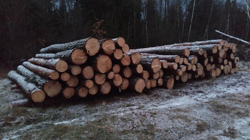 На Волині знайшли гори краденої деревини. ФОТО