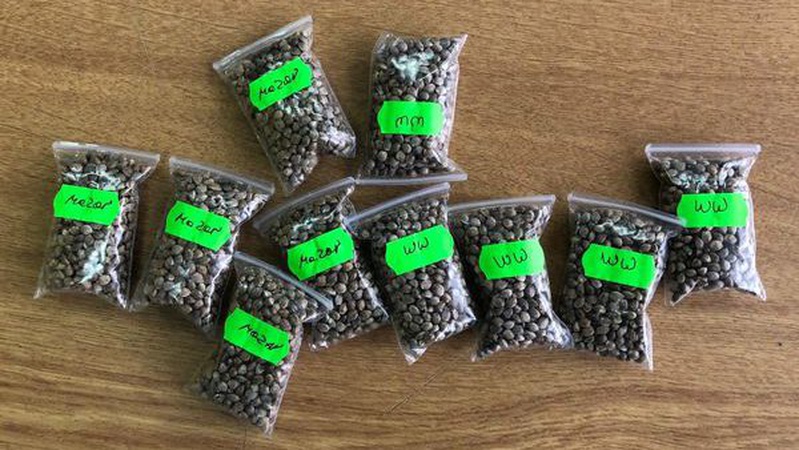 Волинянин розсилав по всьому світові елітне насіння коноплі