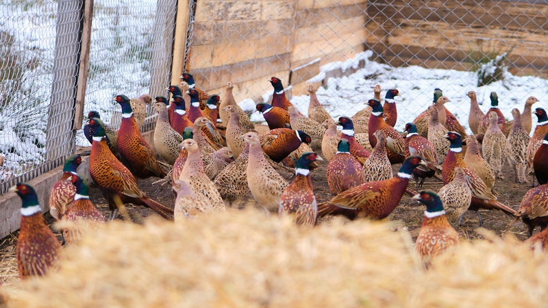 На Волині розводять «королівських птахів»