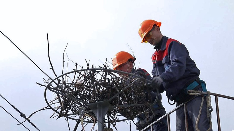 На Волині облаштовують штучні лелечі гнізда на електроопорах. ФОТО.ВІДЕО