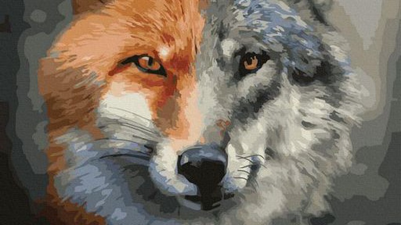 У лісах Волині зросла чисельність диких тварин