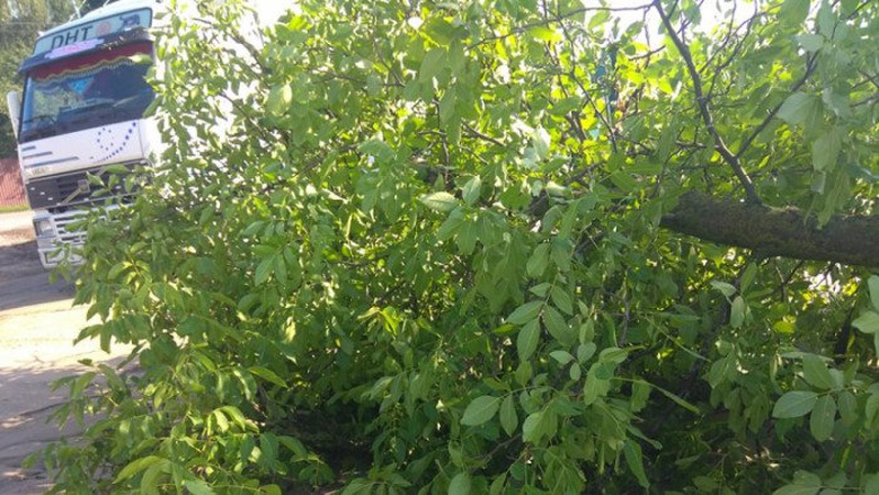 У селищі на Волині буревій за 15 хвилин потрощив і викорчував дерева у парку. ФОТО. ВІДЕО