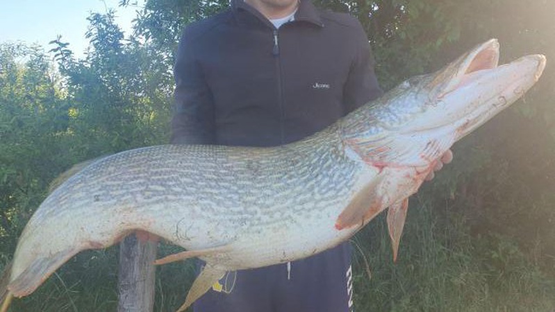 Клюнула на «смерть карася»: на Рівненщині спіймали щуку-гіганта