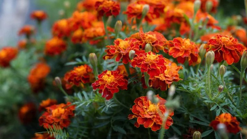 Від яких шкідників захистять город чорнобривці: корисна інформація