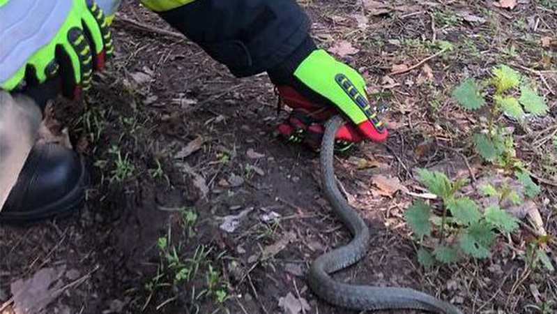 На Волині змія заповзла на подвір’я