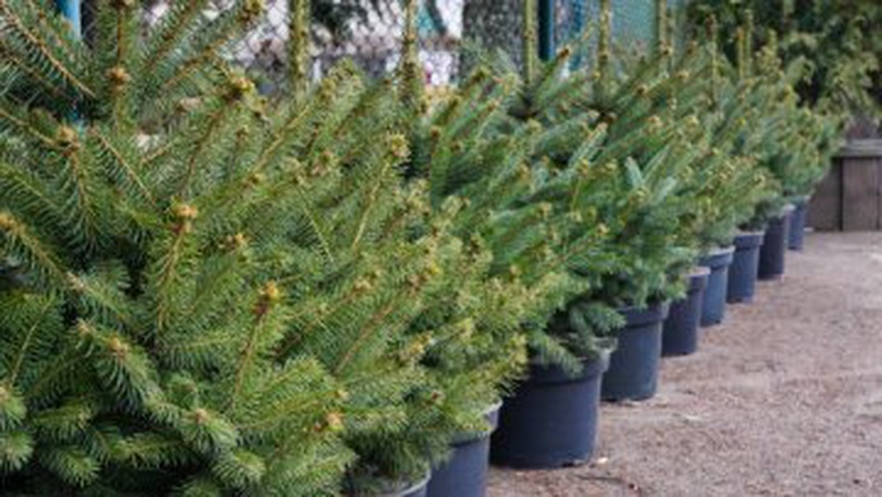 На Волині живі новорічні дерева можна купити онлайн