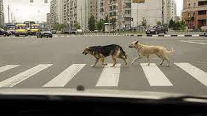 Луцькі песики переходять дорогу на зелене.ФОТО