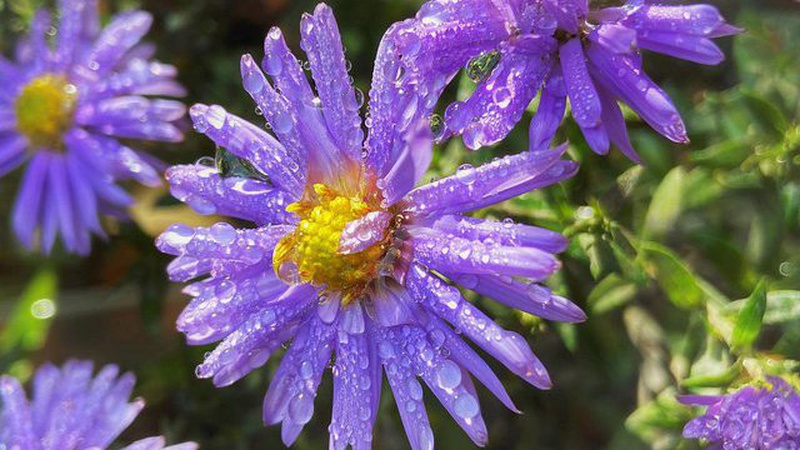 У деяких областях дощі з грозами: прогноз погоди на 31 серпня