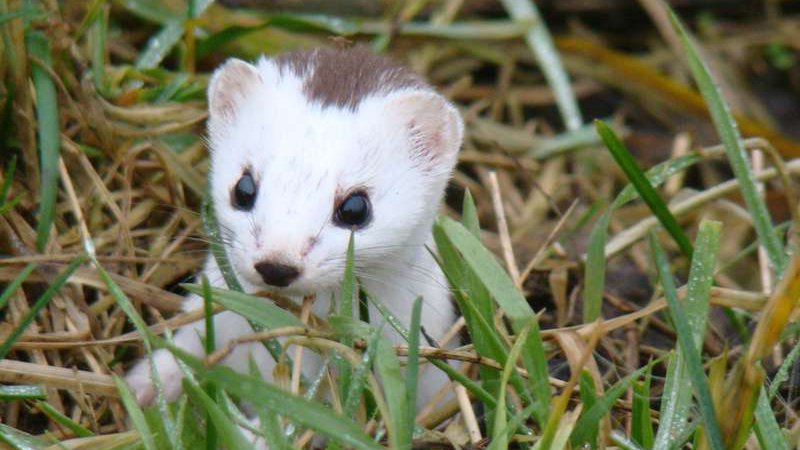 До Дня захисту тварин Волинський нацпарк опублікував милі фото тваринок