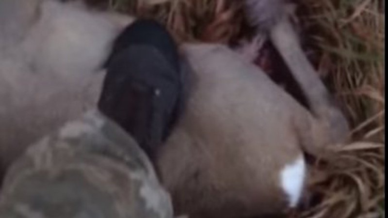 Встановили особи луцьких прикордонників, які знущались над твариною