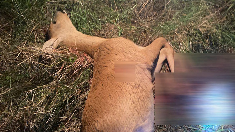 У Ковельському районі в полі знайшли застрелених косуль