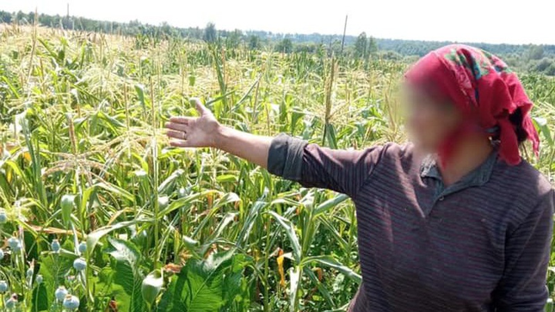 На Волині правоохоронці продовжують «полювати» на мак