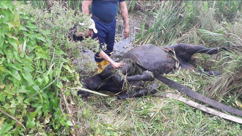 На Волині врятували коня, який три дні провів у водоймі. ФОТО