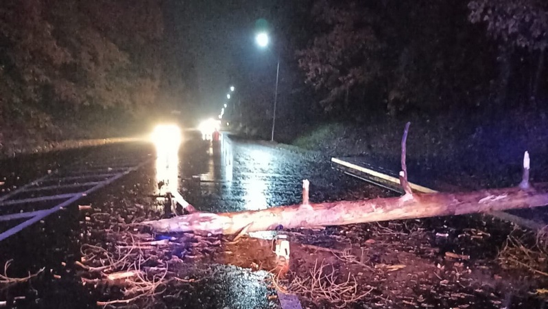 У Ківерцях дерево впало на дорогу та заблокувало проїзд