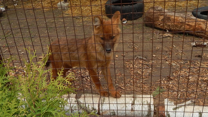 У Луцькому звіринці оселилися рідкісні куони