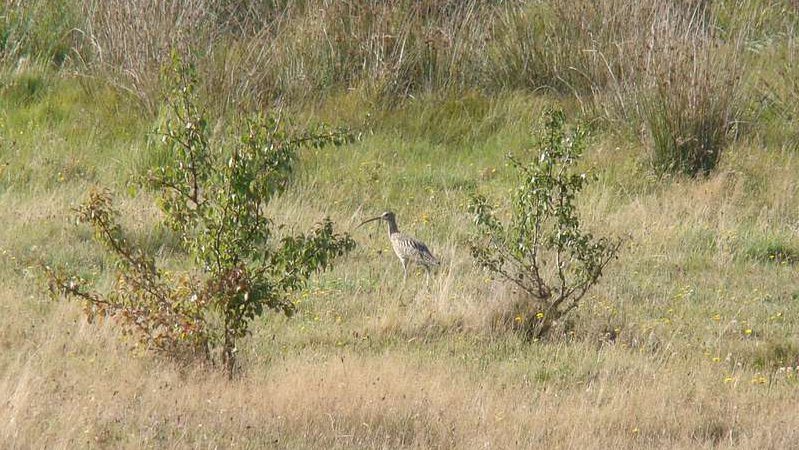 Волинський нацпарк покидають рідкісні птахи: у чому справа