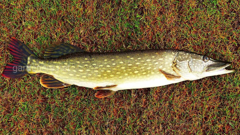 На Волині почала діяти заборона на вилов щуки