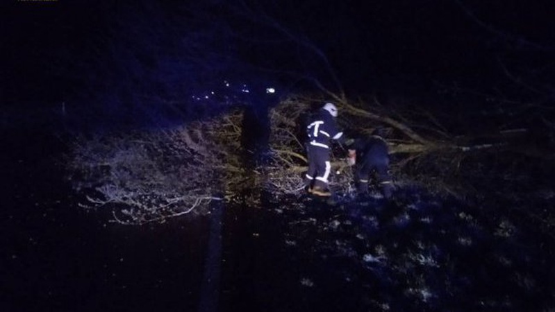 На Волині вночі негода повалила дерева на проїжджу частину. ФОТО