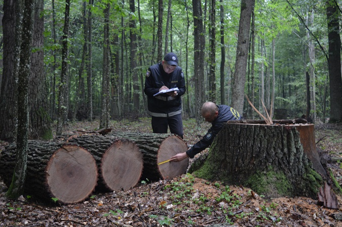 Підприємець хотів вивезти з України контрабандою деревину акації