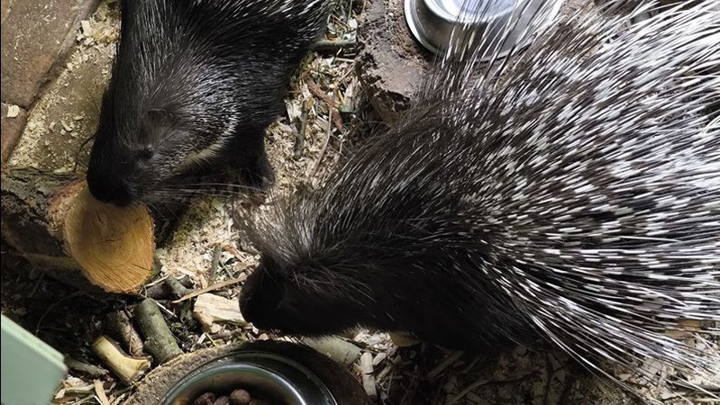 У Луцькому зоопарку новий мешканець - дикобраз Тоша