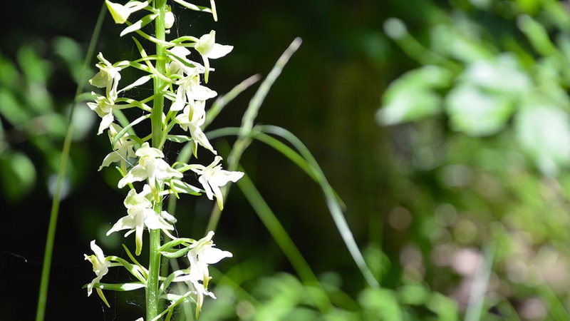 На Волині квітнуть червонокнижні орхідеї
