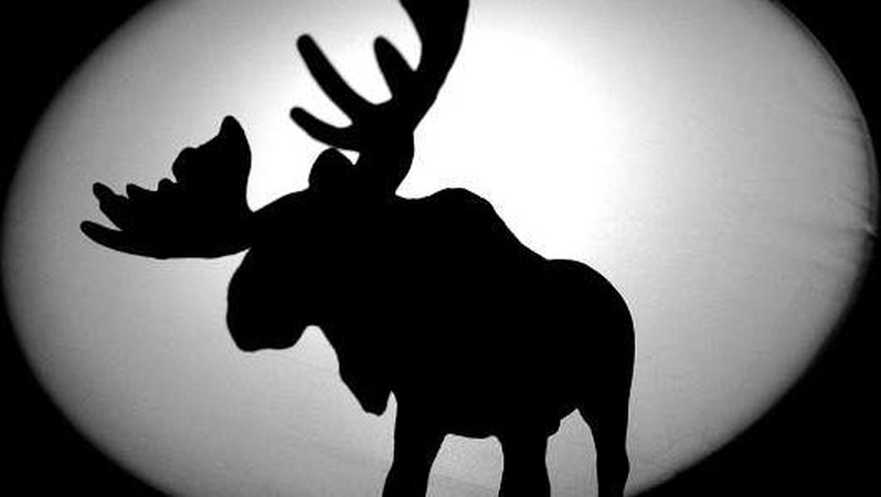 Волиняни, які незаконно вполювали лося у Нацпарку, постануть перед судом