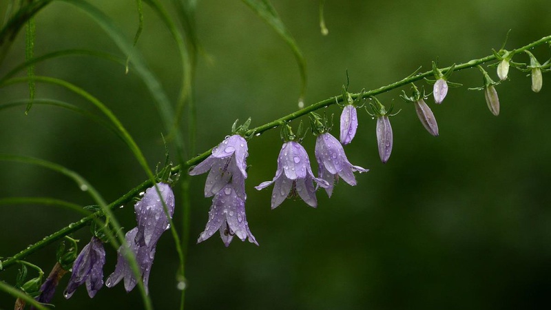 Короткочасні дощі та град: прогноз погоди на 11 червня