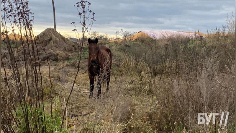 Волиняни прив’язали коней у полі, а самі поїхали на заробітки за кордон. ОНОВЛЕНО