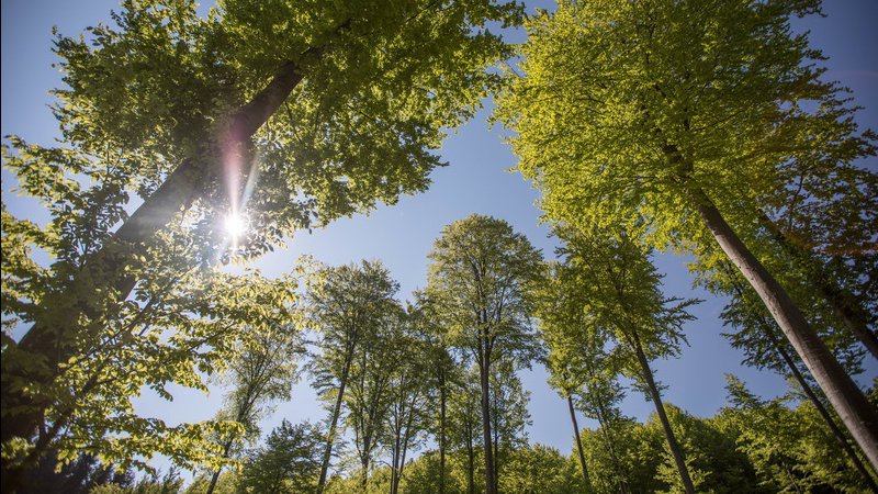У Луцьку хочуть оновити зелені насадження