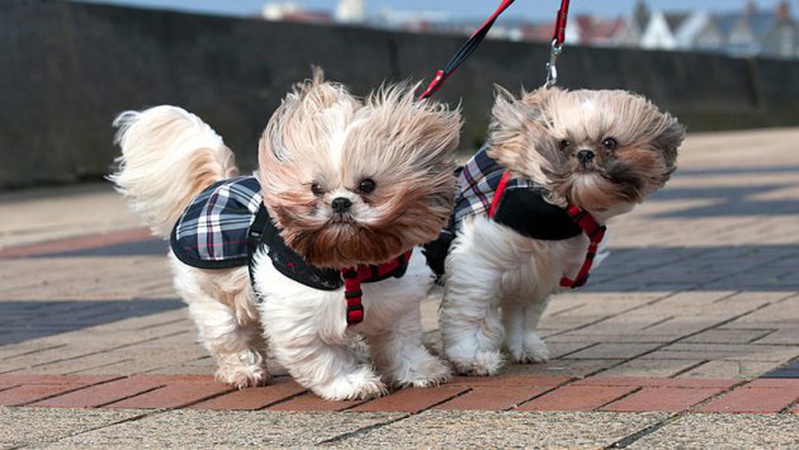 Місцями дощ і сильний вітер: прогноз погоди на 11 березня