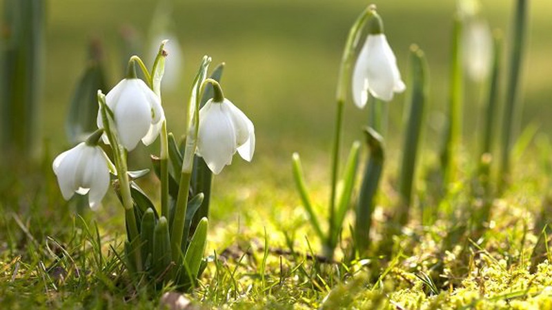 Весняне потепління: волинські синоптики склали прогноз на тиждень