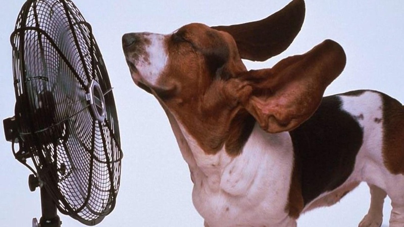 Сьогодні в Україні буде до +34°, у двох областях – дощі