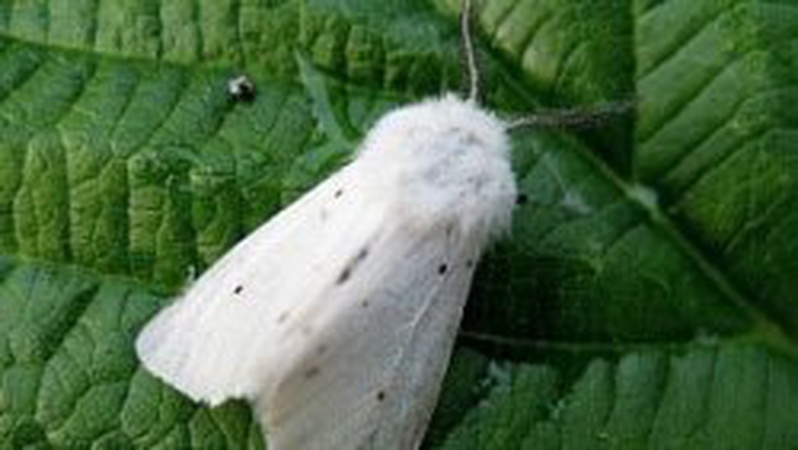 На Волині карантин через американського білого метелика
