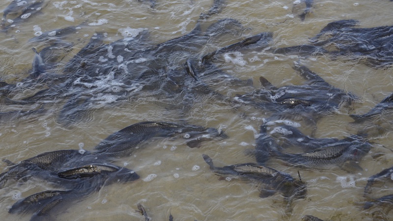 У Світязь випустили пів тонни риби. ФОТО