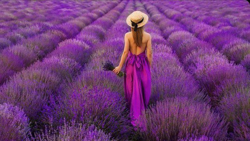 Волинський Прованс: де шукати та які ціни на фотосесії