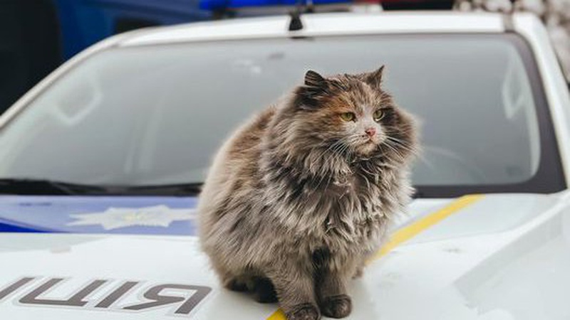 Обережно: волинські поліцейські просять перевіряти свої авто