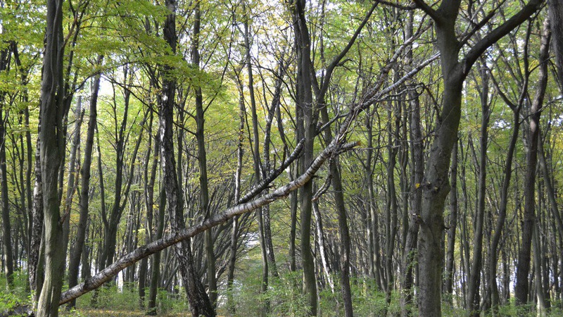 У громаді на Волині вирішили, куди будуть віддавати повалені дерева