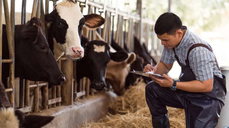Зоотехнік, бариста, птахівник: у Володимирі вільні 25 вакансій