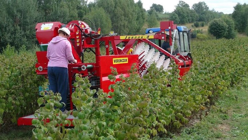 Смородину збирає комбайн: волинянин розповів, як агрегат замінив 200 працівників