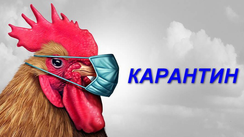 У Луцькому районі зняли карантин щодо грипу птиці