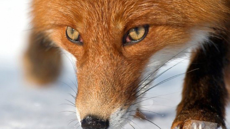 У громаді на Волині оголосили карантин