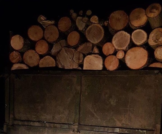 На Волині зловили 25-річного крадія лісу