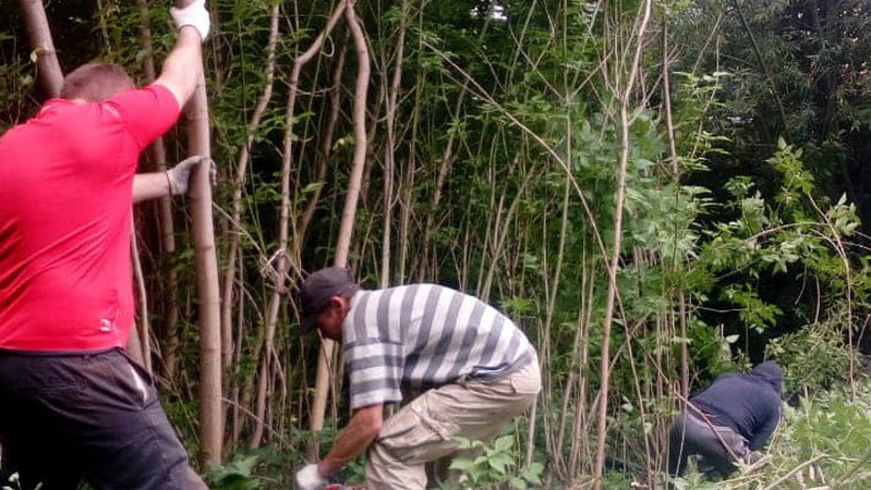 Біля Сапалаївки у Луцьку зріжуть 236 дерев та 46 кущів, – мер Луцька