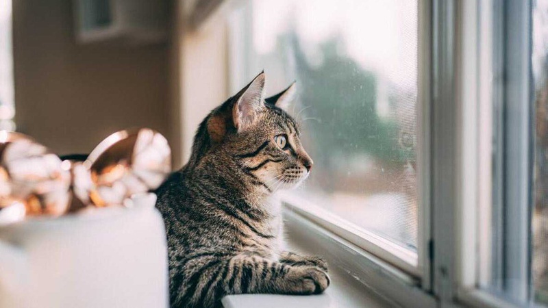 Можливий туман: якою буде погода завтра на Волині