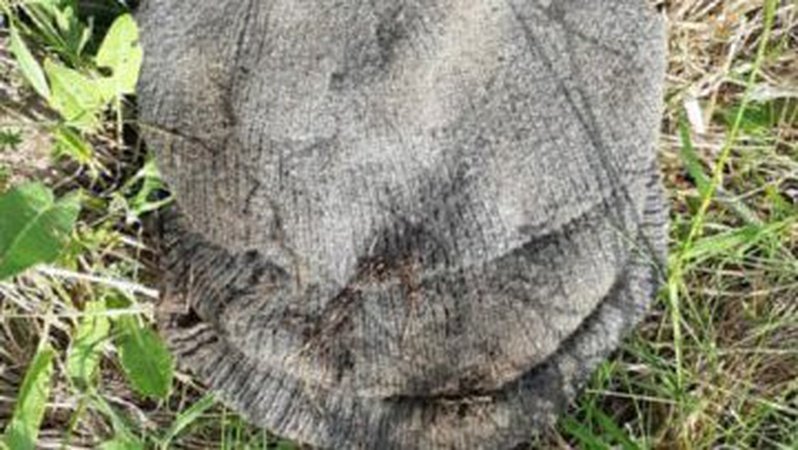 На Волині знайшли тіла двох чоловіків: просять встановити особи померлих