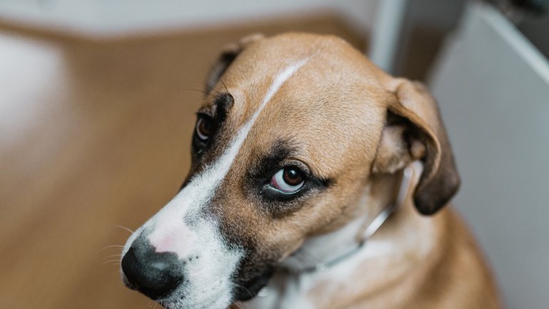 На Волині у лісі знайшли повішеного собаку.ФОТО 18+