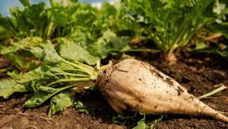 На Волині триває збір цукрових буряків: засіяли 10 тисяч гектарів