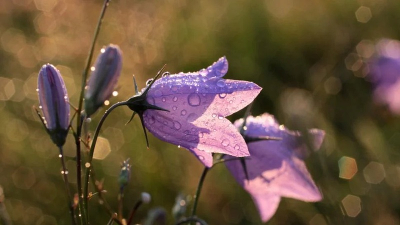 Дощитиме лише в кількох областях: прогноз погоди на 26 серпня