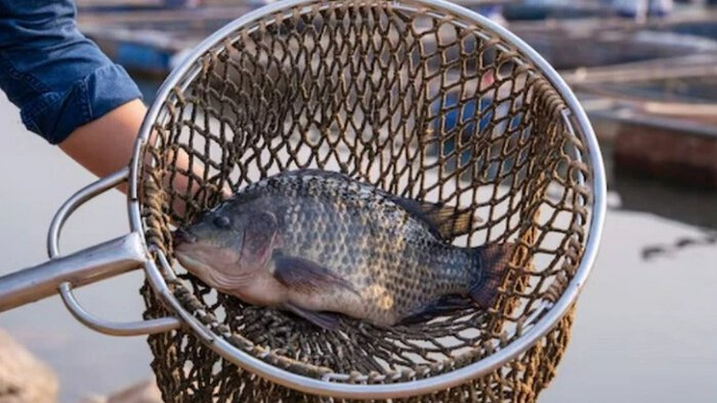 Із 1 листопада в Україні заборонено ловити рибу